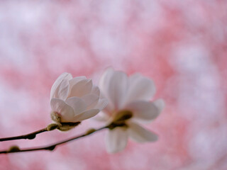 Obraz premium First spring flowers magnolia bloom