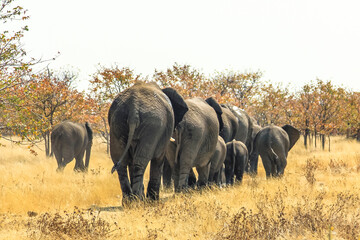 Fototapeta premium herd of African elephants walking away, from behind, in Ethosa National Park Namibia on yellow grass savanna ground