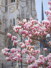 First spring flowers magnolia bloom in front of the church Votivkirche in Vienna