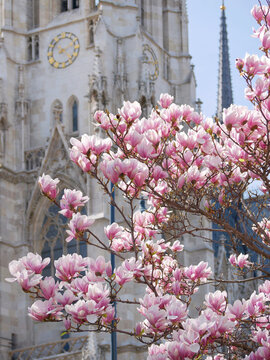 Fototapeta First spring flowers magnolia bloom in front of the church Votivkirche in Vienna