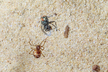 Spider catching fly insect in its web and starting to feed on that. Macro studio shot isolated on sand backgound with copy space.