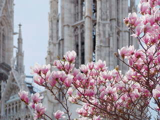 First spring flowers magnolia bloom in front of the church Votivkirche in Vienna © Anastasiia