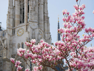 First spring flowers magnolia bloom in front of the church Votivkirche in Vienna © Anastasiia