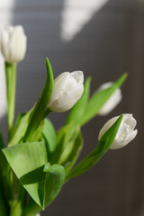 Close-up of a bunch bouquet of beautiful white tulips indoors. - 756002941