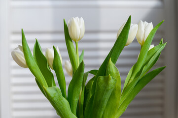 Close-up of a bunch bouquet of beautiful white tulips indoors. - 756002956