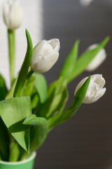 Close-up of a bunch bouquet of beautiful white tulips indoors. - 756002957