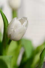 Close-up of a bunch bouquet of beautiful white tulips indoors. - 756002959