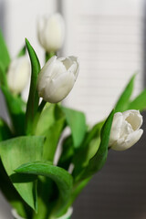 Close-up of a bunch bouquet of beautiful white tulips indoors. - 756002961