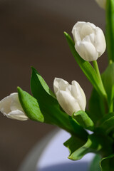 Close-up of a bunch bouquet of beautiful white tulips indoors. - 756002962