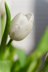 Close-up of a bunch bouquet of beautiful white tulips indoors. - 756002964