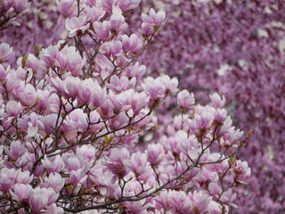 First spring flowers magnolia bloom