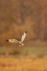 Short-eared owl in flight