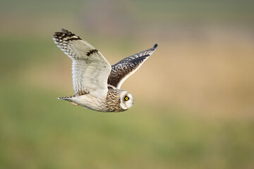 Short-eared owl in flight
