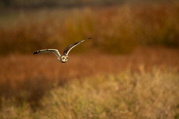 Short-eared owl in flight