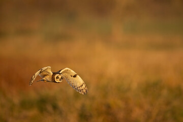 Short-eared owl in flight