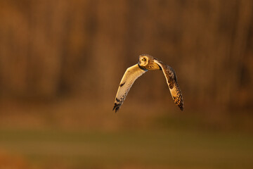 Short-eared owl in flight