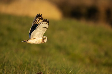Short-eared owl in flight