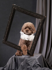 Poodle dog framed in elegance, Artistic studio composition. A brown Poodle adorned with a white...