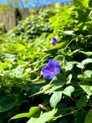 Japanese morning glory in summer