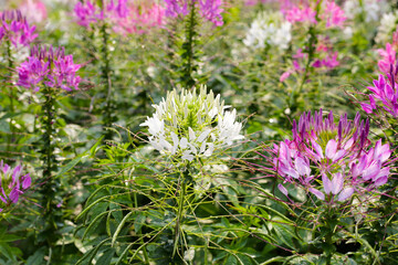 Cleome spinosa flower in the park