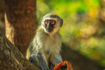 Female Vervet Monkey with exposed breast. Chlorocebus pygerythrus, a monkey of the family...