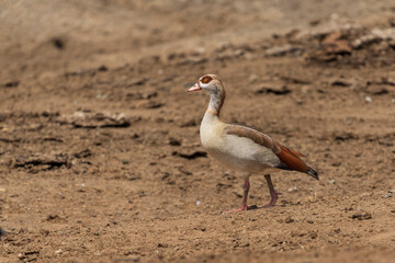Egyptian goose (Alopochen aegyptiacus)