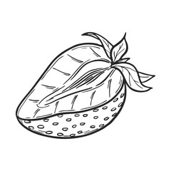 Vector strawberry half line art drawing hand drawn botanical outline illustration. Summer fruit monochrome drawing. Isolated design element for coloring book page, background, pattern, packaging, logo