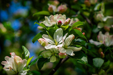 Delicate pink apple blossom	