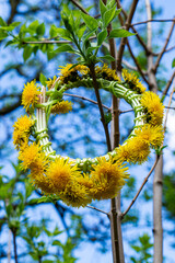 Dandelion wreath on the spring tree	