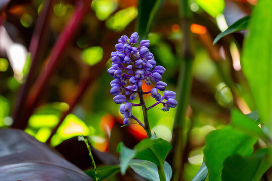 Gengibre azul ou Dichorisandra thyrsiflora. Flor