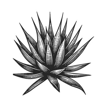 agave plant engraving style black and white clip art preview
