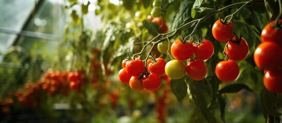 A bunch of tomatoes, a fruit from a flowering plant, are growing on a vine in a greenhouse. They will soon be ready to harvest and enjoy as natural, seedless produce