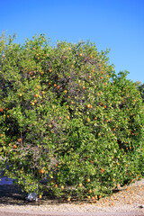 Ripe bright oranges in thick dense crowns of citrus trees in Phoenix,  Arizona