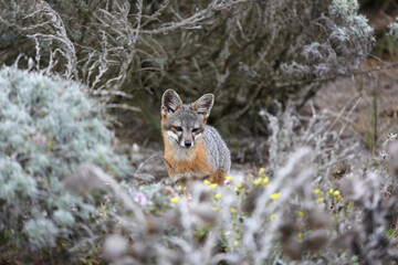 fox in desert bush