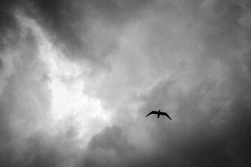Ave volando por cielo nublado. Fotografía en blanco y negro