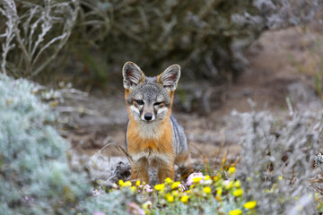 fox and yellow flowers
