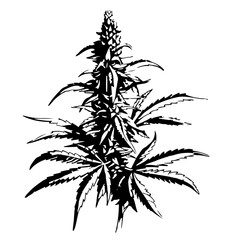 Hanfpflanze Cannabis Hanf Pflanze Hanfblatt Knospe Medizinisch Silhouette Vektor