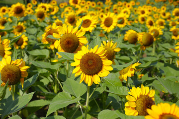 Blooming sunflower fields. Beautiful yellow flower