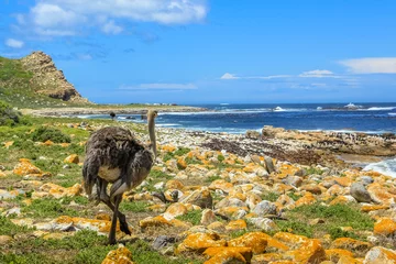 Photo sur Plexiglas Montagne de la Table A Wild Ostrich in Cape of Good Hope, a section of Table Mountain National Park, Cape Peninsula, South Africa.