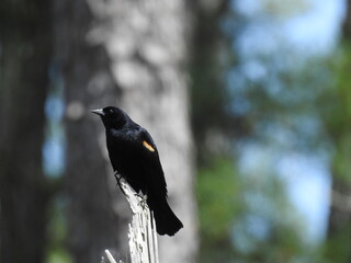 Red-winged blackbird perched upon a withered tree trunk in the woodland forest of the Blackwater National Wildlife Refuge, Dorchester County, Maryland