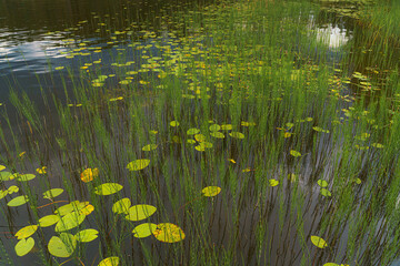 Republic of Karelia, Russia, Lake Ladoga, View of plants and flowers and water lilies, growing out of the water, with calm mirrored water, in the daytime