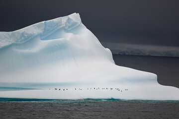 colony of chinstrap penguins resting on antarctic iceberg in polar regions © John