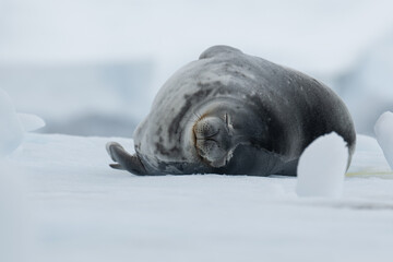 sleeping weddell seal on the iceberg in Antarctica