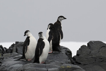 Chin strap penguins in Antarctica - obrazy, fototapety, plakaty