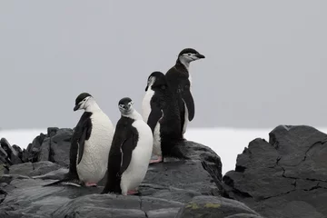 Gordijnen Chin strap penguins in Antarctica © John