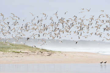 flock of birds, seagulls and crested terns, on beach