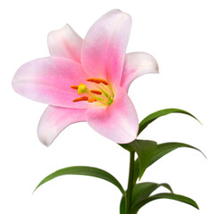 Fototapeta na wymiar Beautiful white-pink lily isolated on a white background. Creative spring composition
