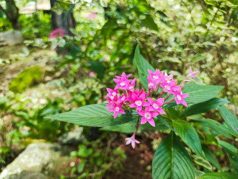 a pentas lanceolata plant. beautiful plant and flower
