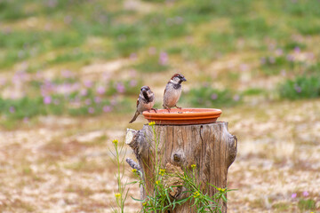 Two House Sparrows together at a tray feeder