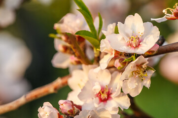 Almond blossom on a farm in Cyprus in spring 6